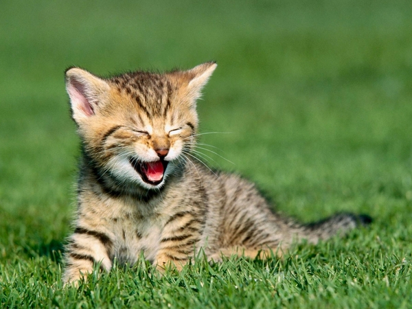 Chat